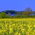 Raps am Segeberger See