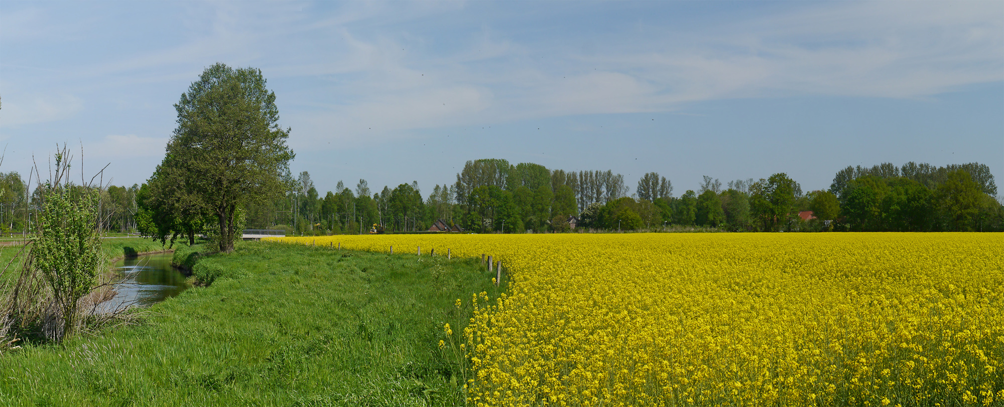  Raps am Stadtrand von Diepholz 