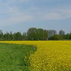  Raps am Stadtrand von Diepholz 