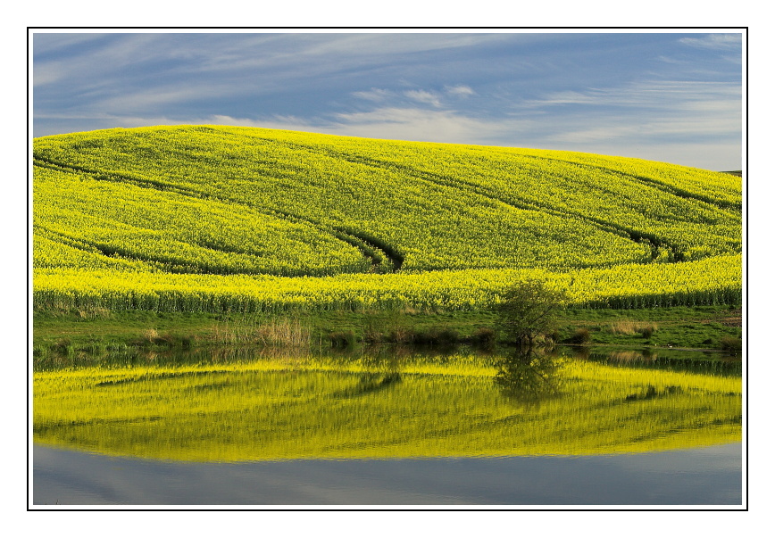 Raps am Teich