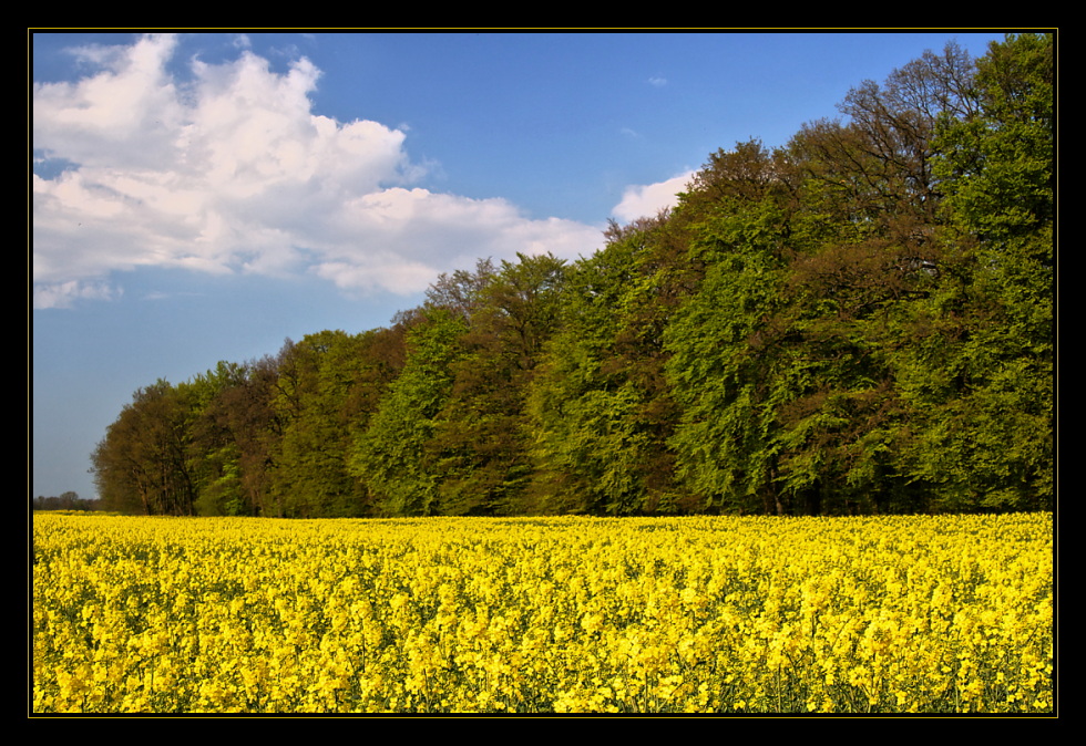 Raps am Wald