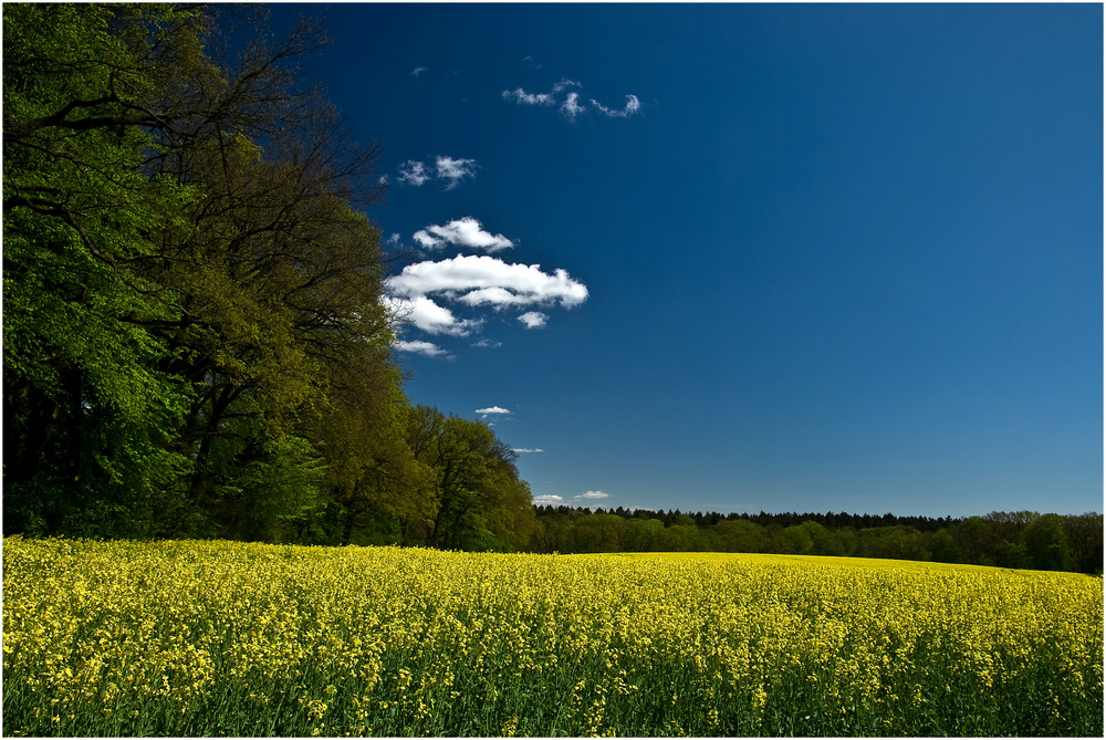 Raps am Waldrand