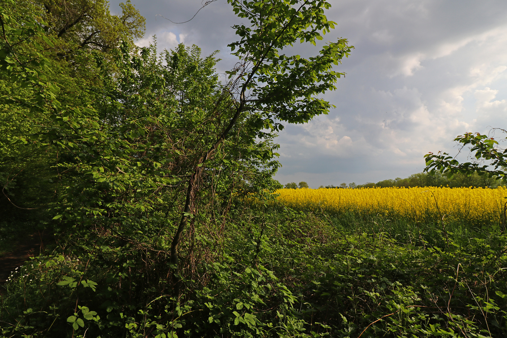 Raps am Waldrand