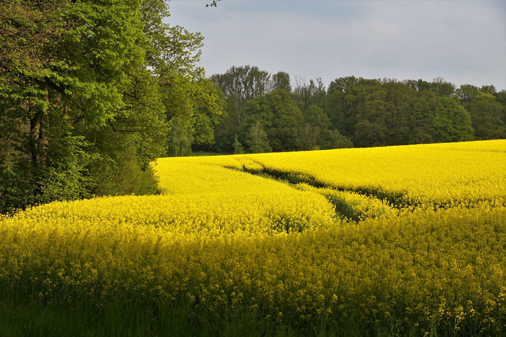 Raps am Waldrand