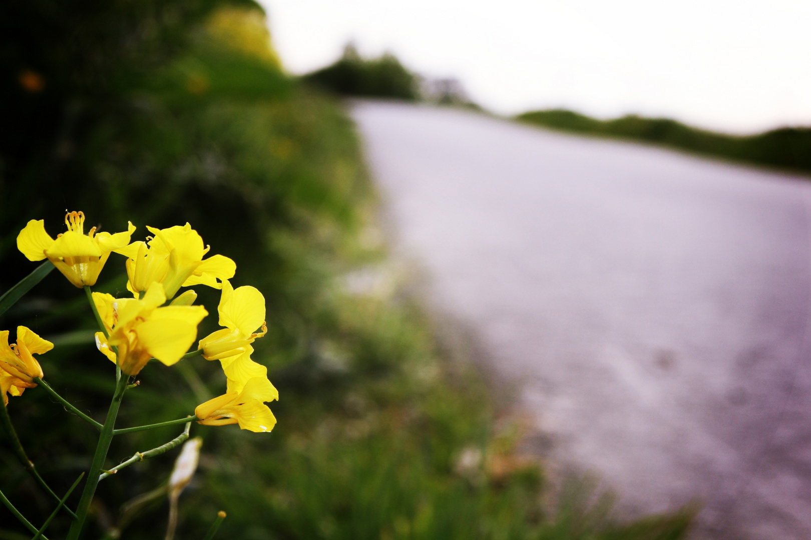 Raps am Wegerand