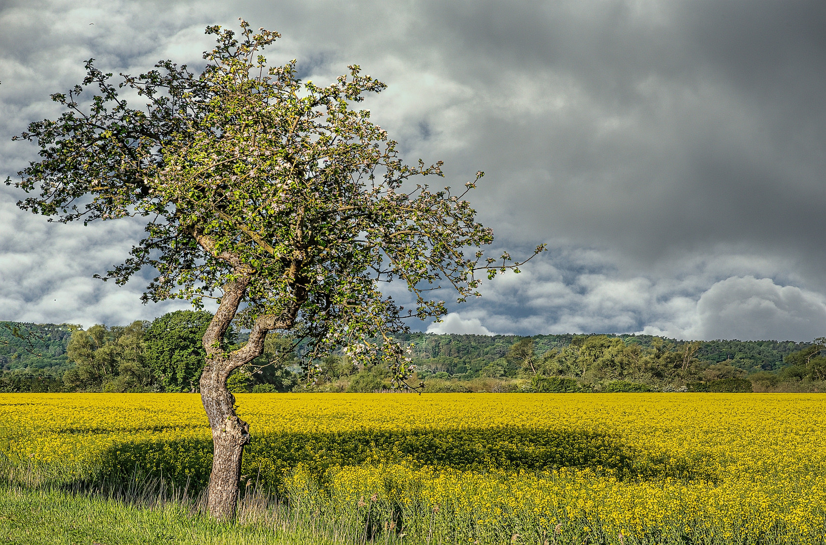 Raps an der Elbe