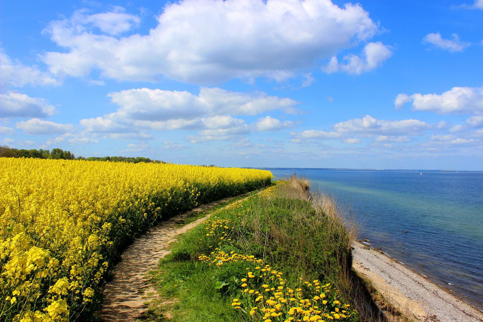 Raps an der Küste