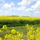 Raps an der Nordsee