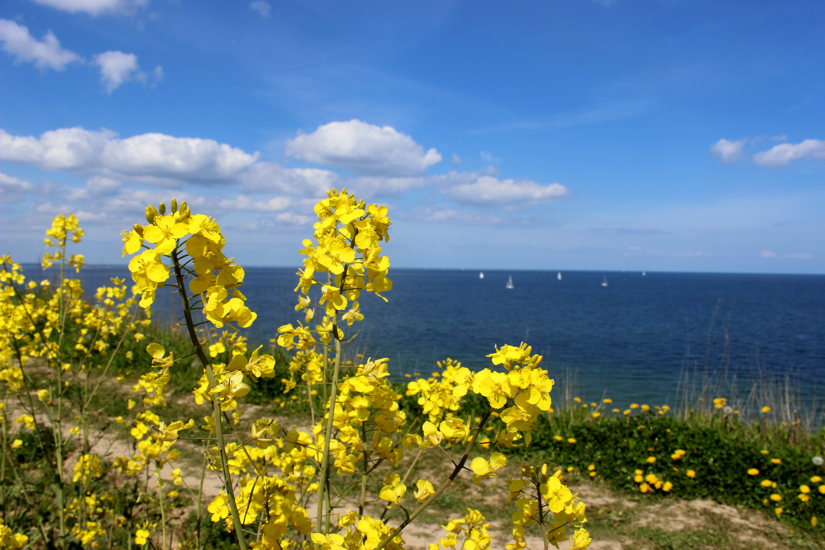 Raps an der Ostsee