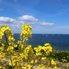 Raps an der Ostsee