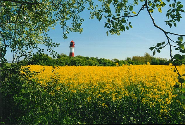 Raps an der Ostsee