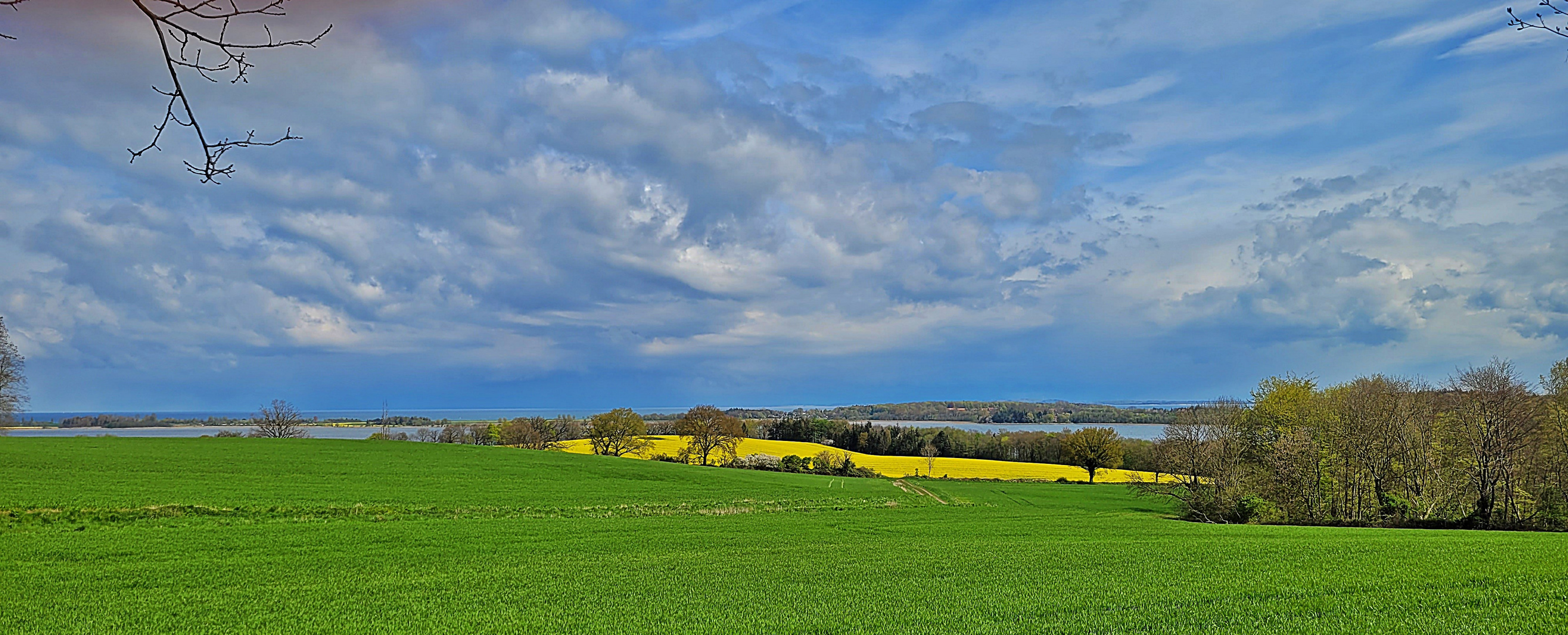 Raps an der Ostsee  -  Rapeseed on the Baltic Sea