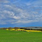 Raps an der Ostsee  -  Rapeseed on the Baltic Sea