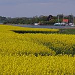 Raps an der Schlei