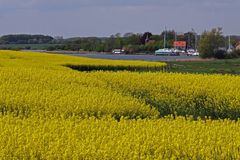 Raps an der Schlei