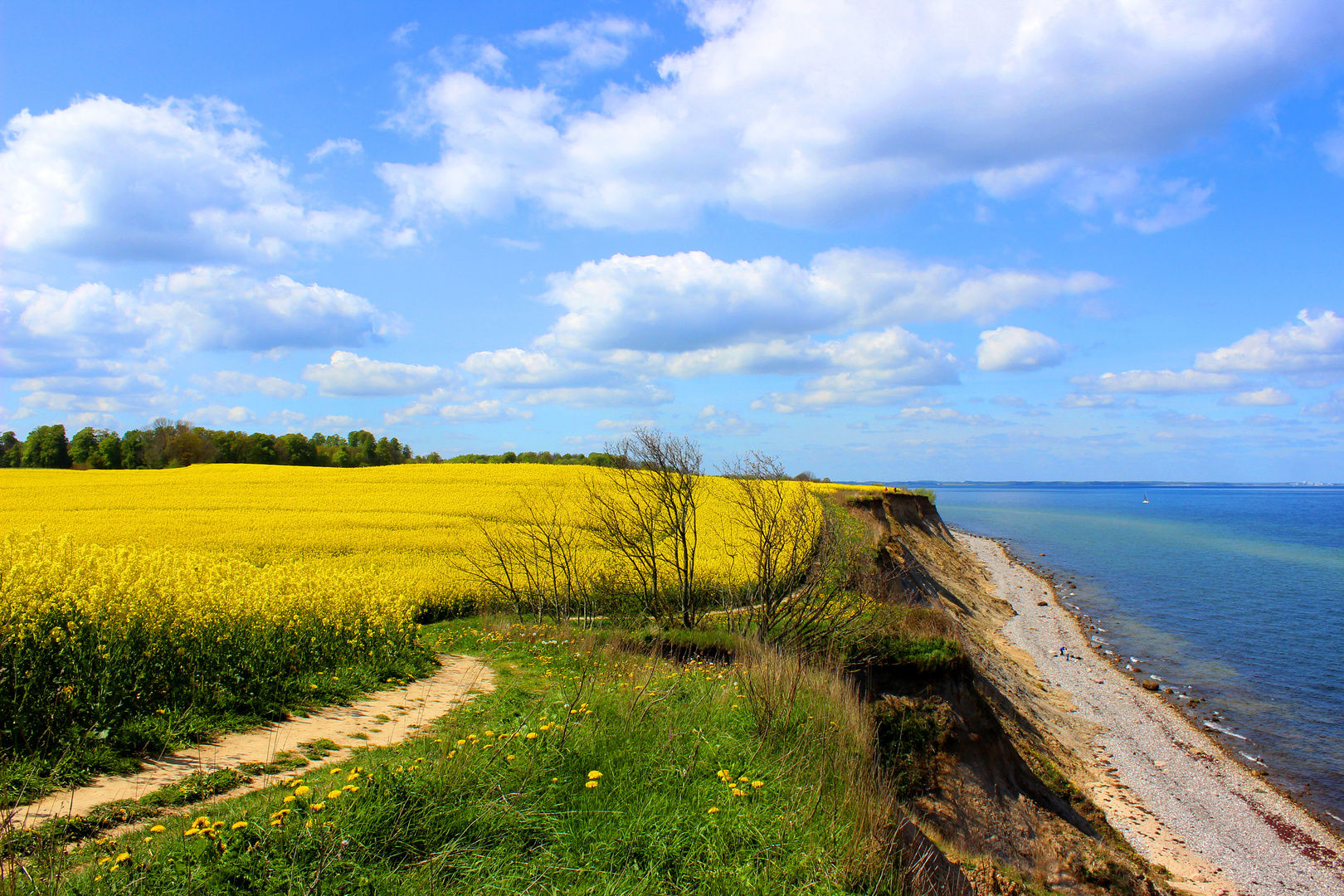 Raps an der Steilküste