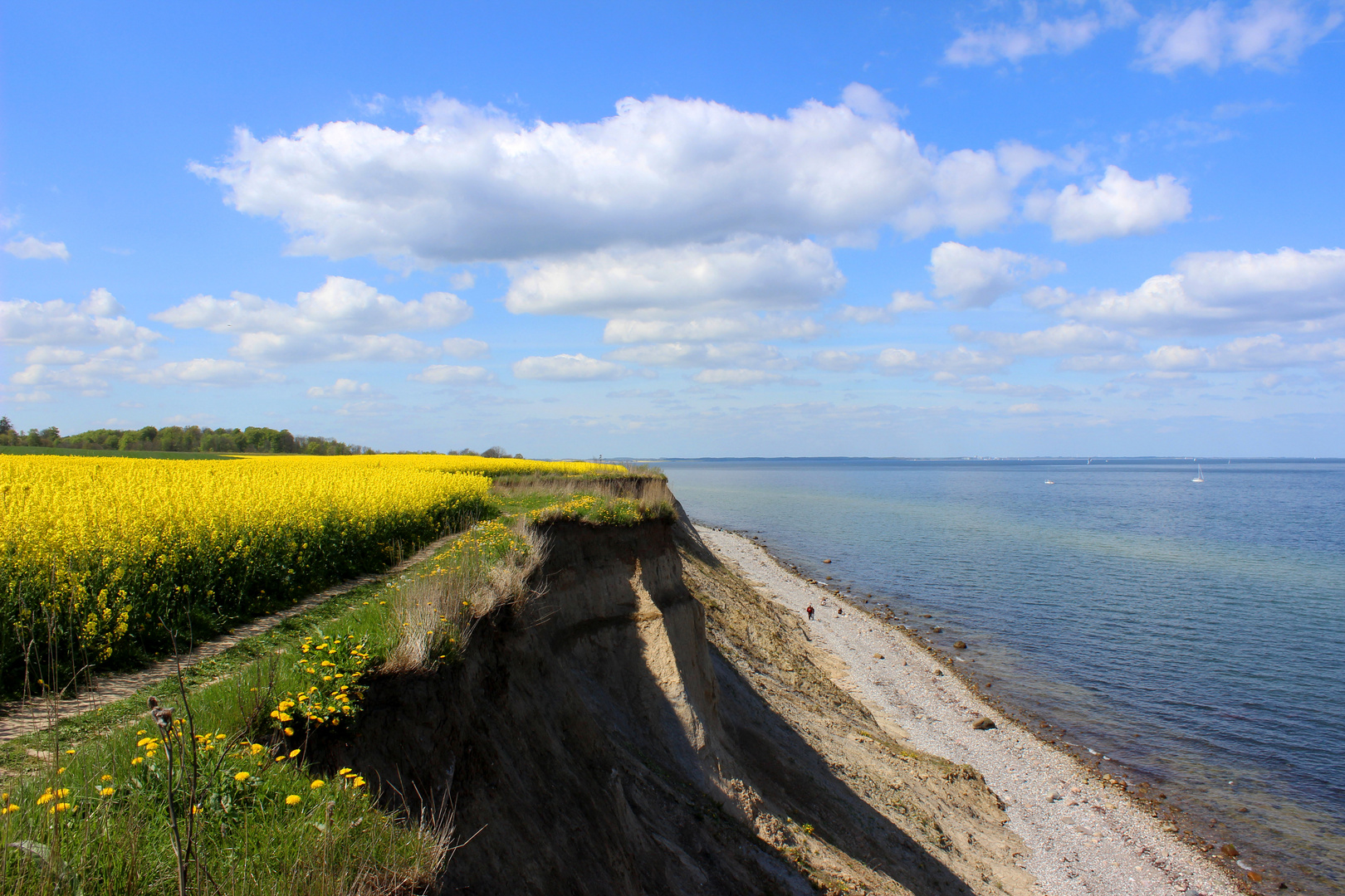 Raps an der Steilküste IV