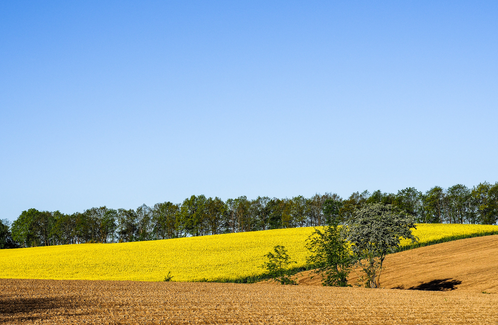 Raps auf dem Geestrücken in der Lüneburger Heide bei Eyendorf 