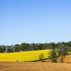 Raps auf dem Geestrücken in der Lüneburger Heide bei Eyendorf 