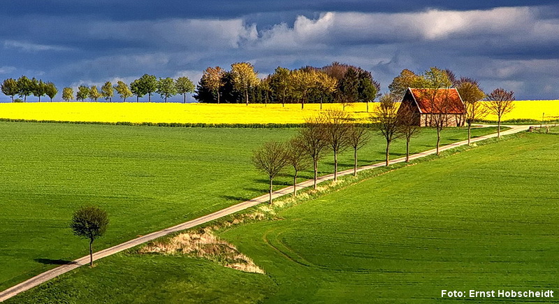 Raps auf der Paderborner Hochfläche