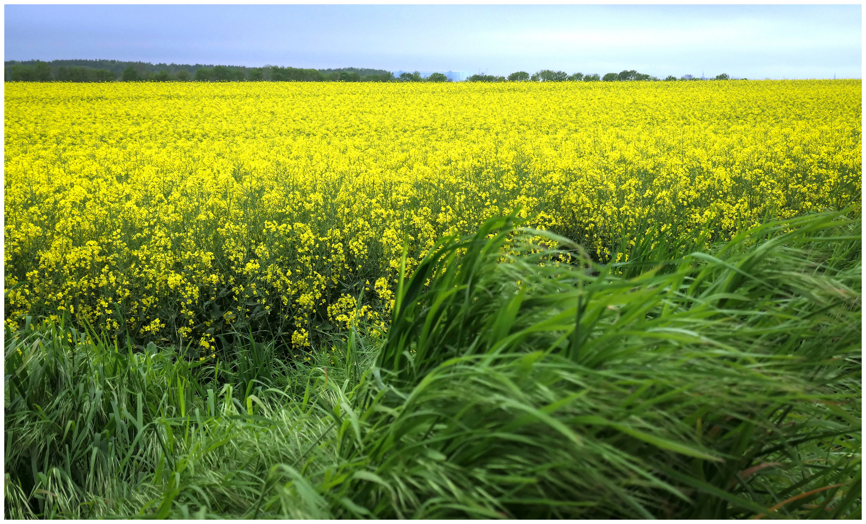 Raps auf Rügen