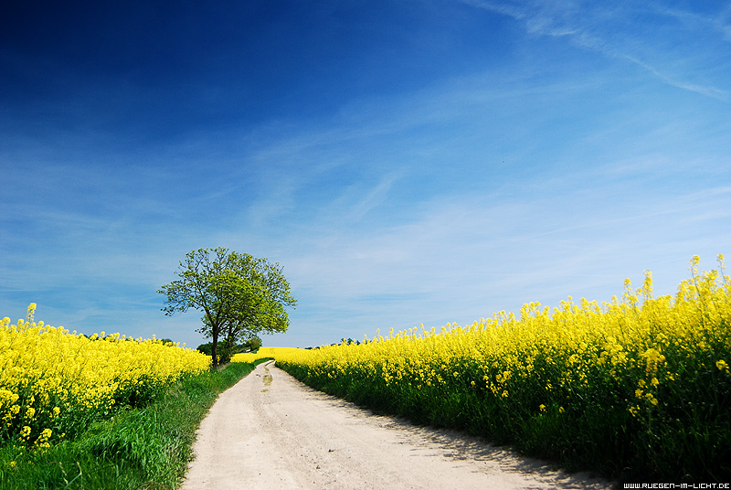 Raps auf Rügen