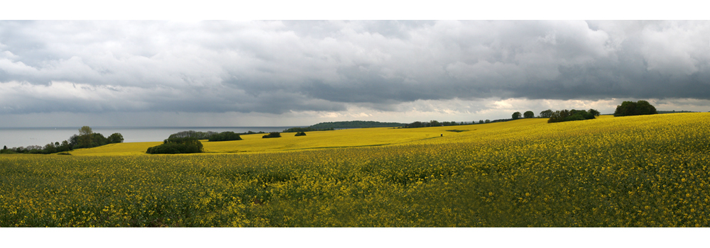 Raps auf Rügen