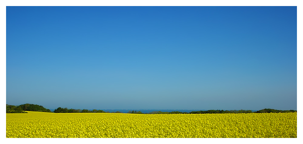 Raps auf Rügen (Reload)