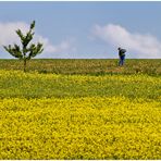 Raps, Baum und Bauer