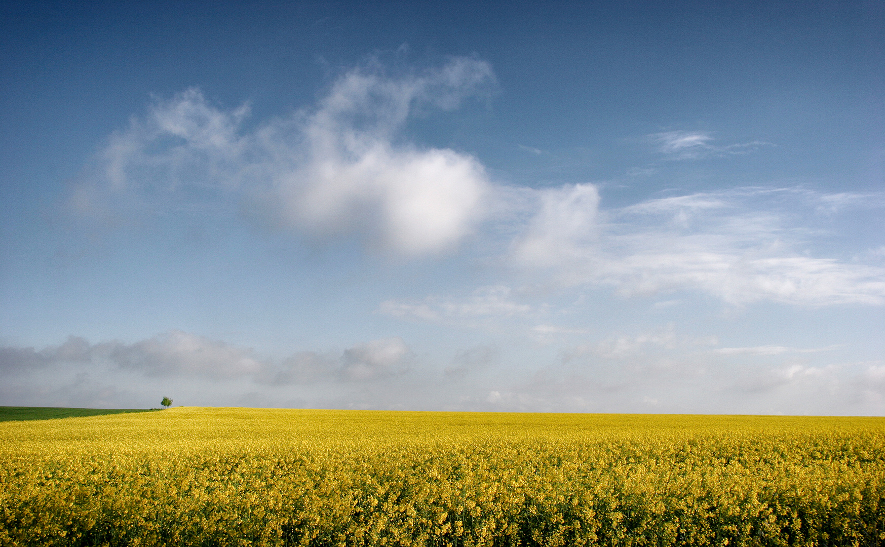 Raps, Baum und Himmel