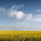 Raps, Baum und Himmel