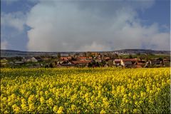 Raps beginnt zu blühen