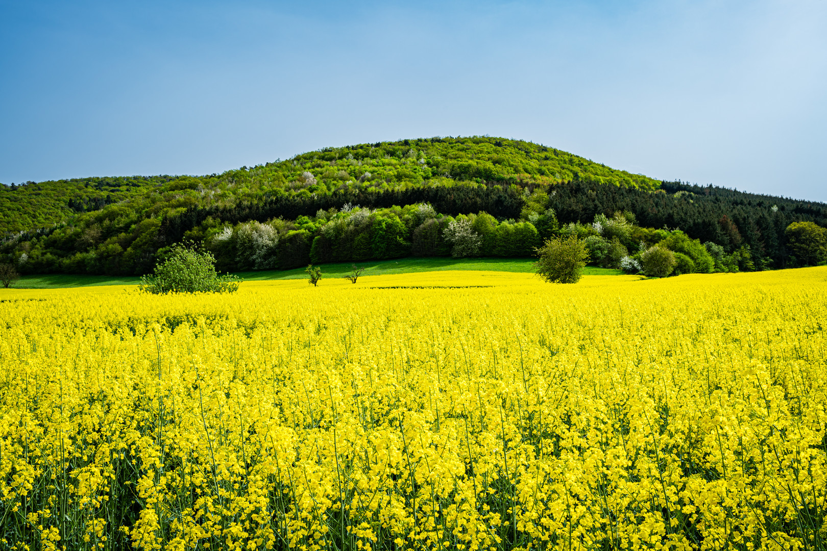 Raps bei Merxheim 03