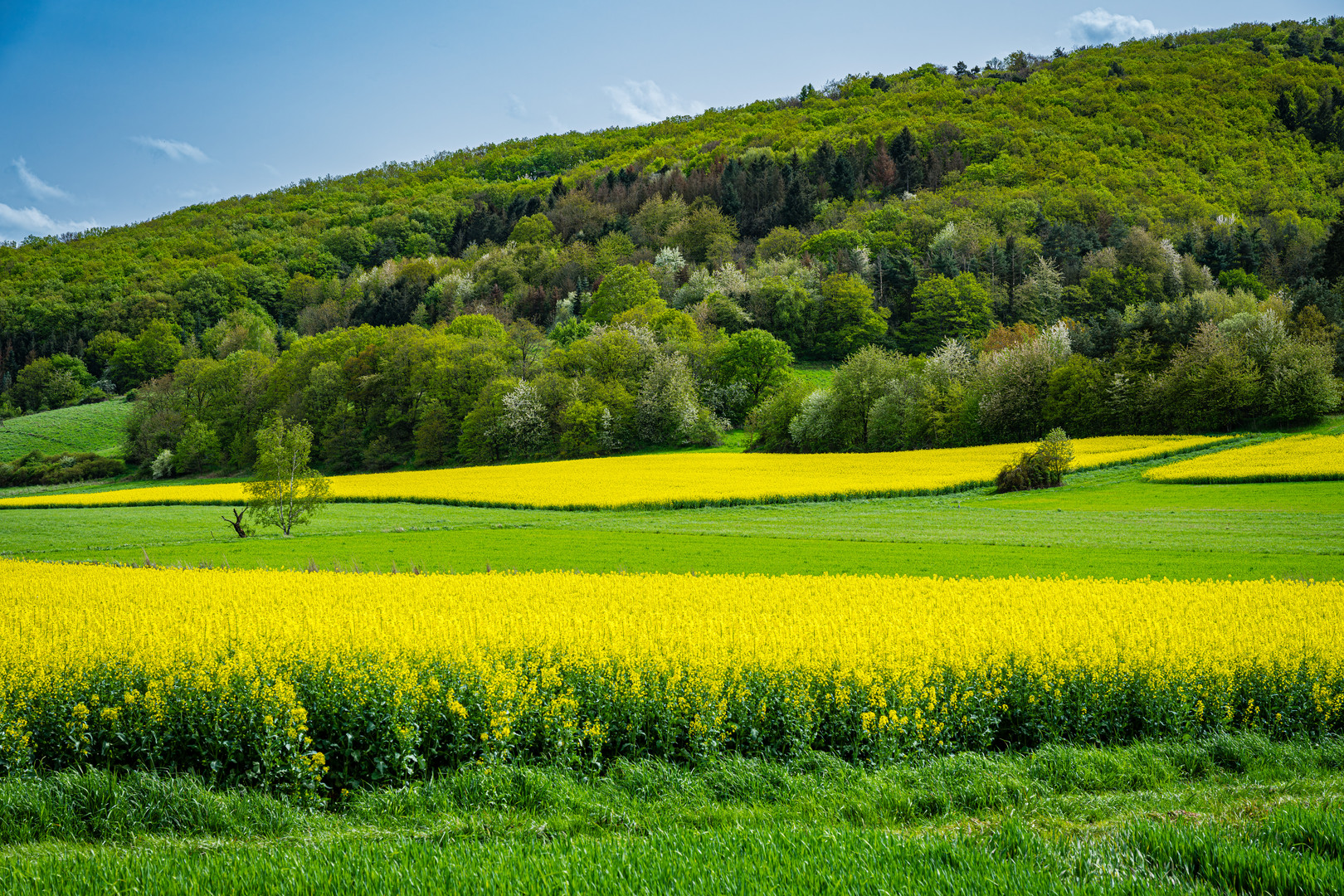 Raps bei Merxheim 13