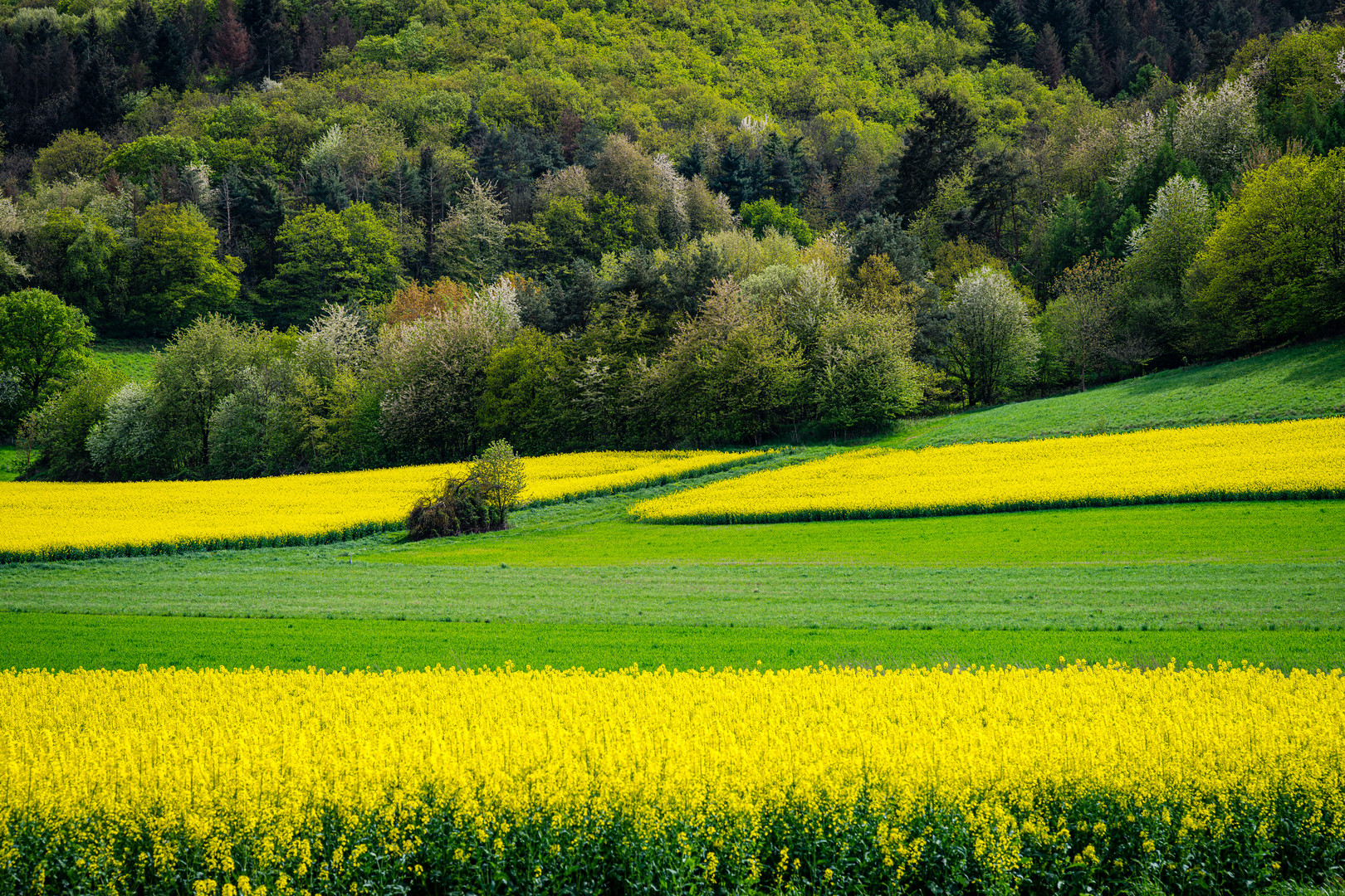 Raps bei Merxheim 14