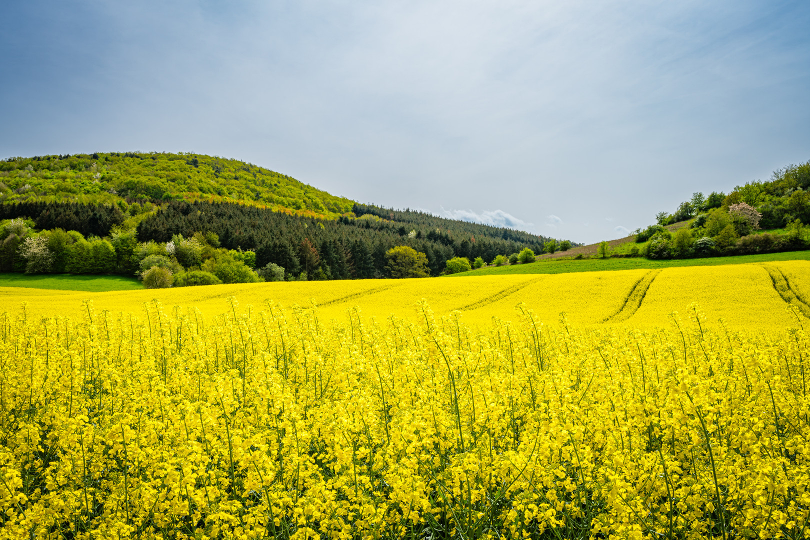 Raps bei Merxheim 56