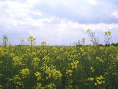 Raps bei miesem Wetter