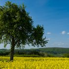 Raps bei Niedaltdorf