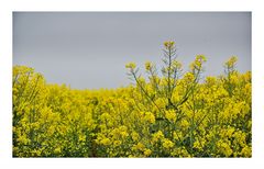 Raps bei Regen und OHNE Sonne