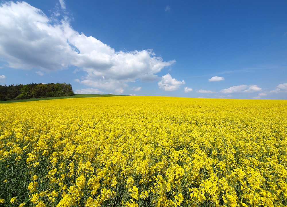 Raps bei Sonnenschein