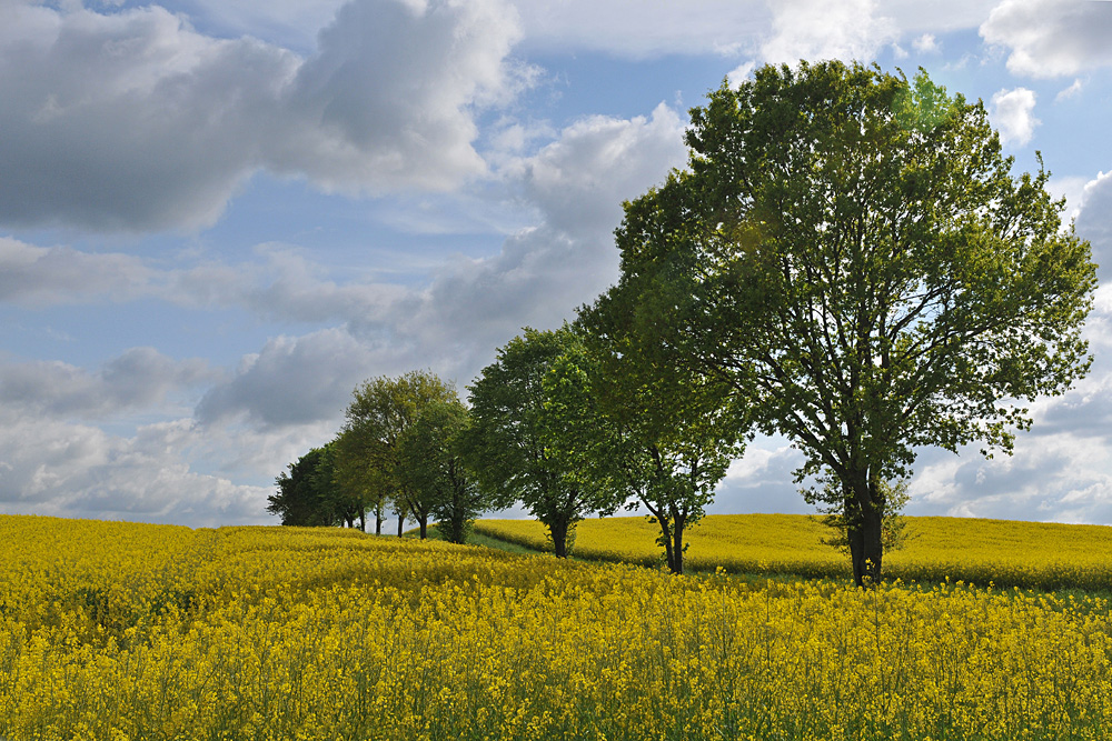 Raps: Bis in den Himmel