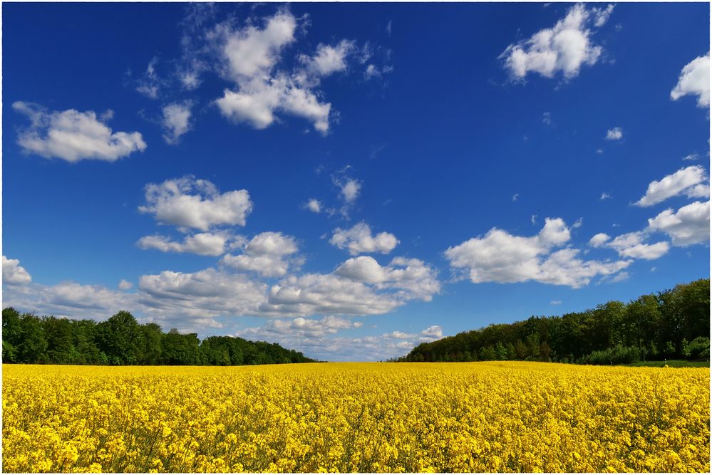 Raps, blauer Himmel und Wolken...