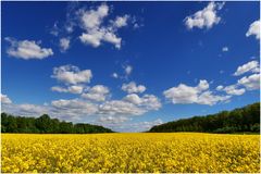 Raps, blauer Himmel und Wolken...