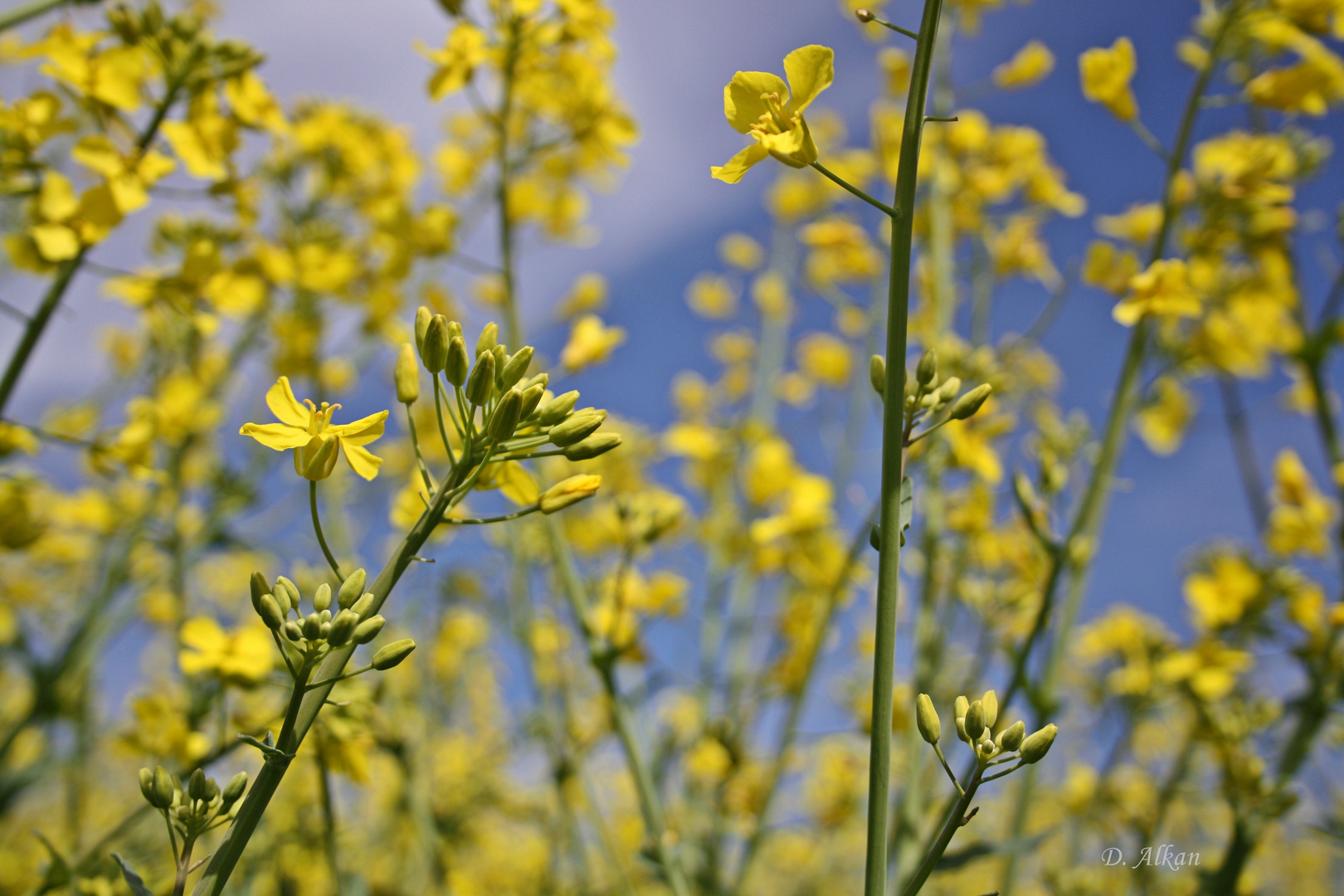 Raps-Blüte