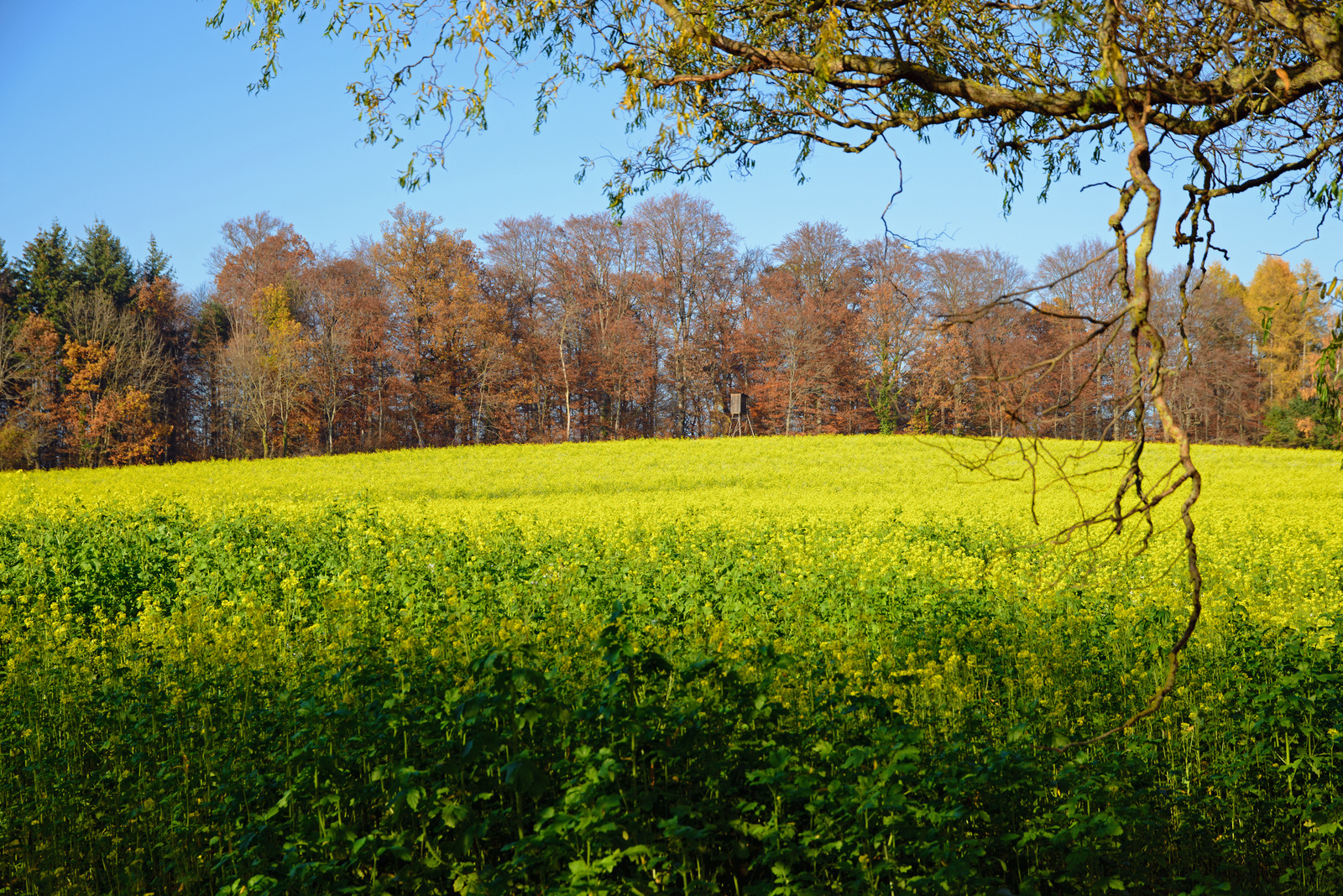 Raps Blüte.