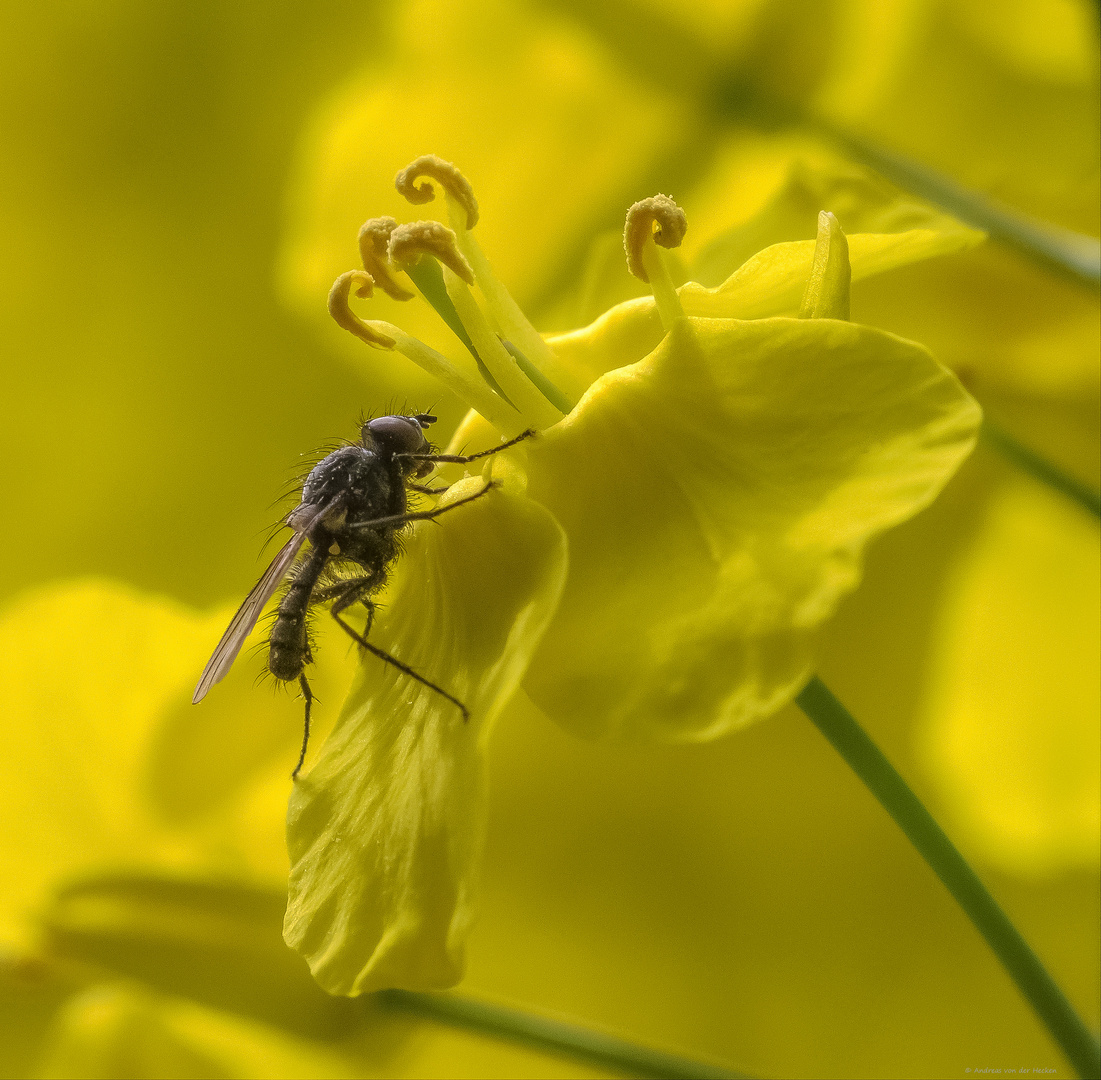 Raps (Brassica napus)