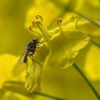 Raps (Brassica napus)