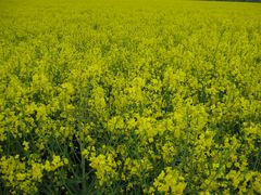 Raps (Brassica napus)