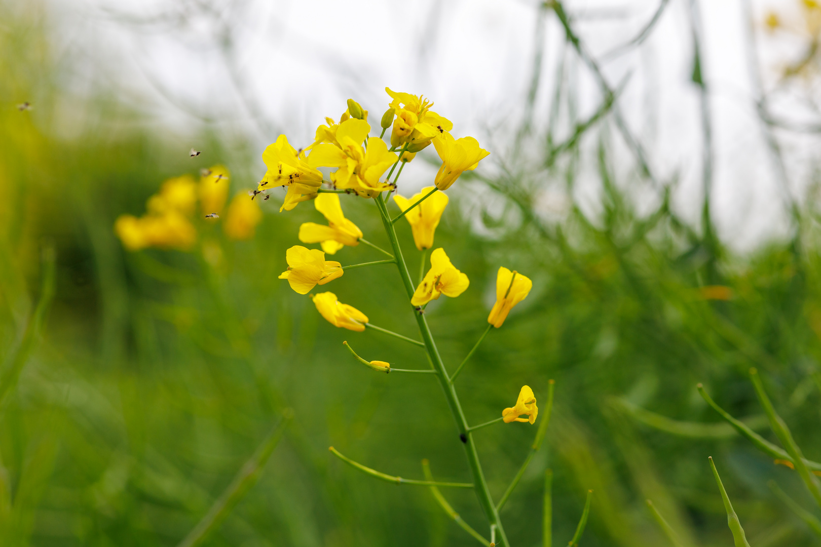 Raps (Brassica napus)