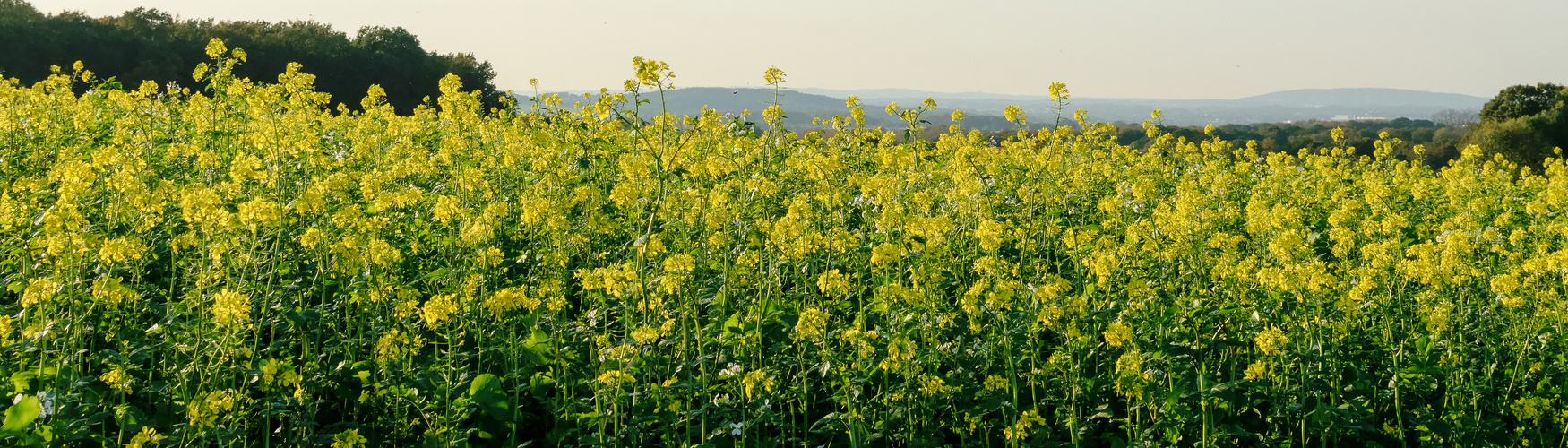 Raps (Brassica napus), rapeseed